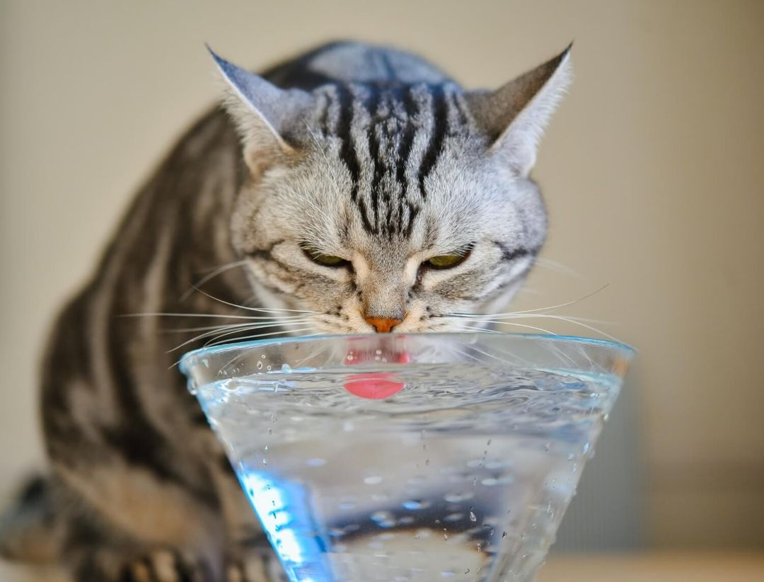 Picture of How to Get a Cat to Drink More Water | 20 Cat Drinking Tips
